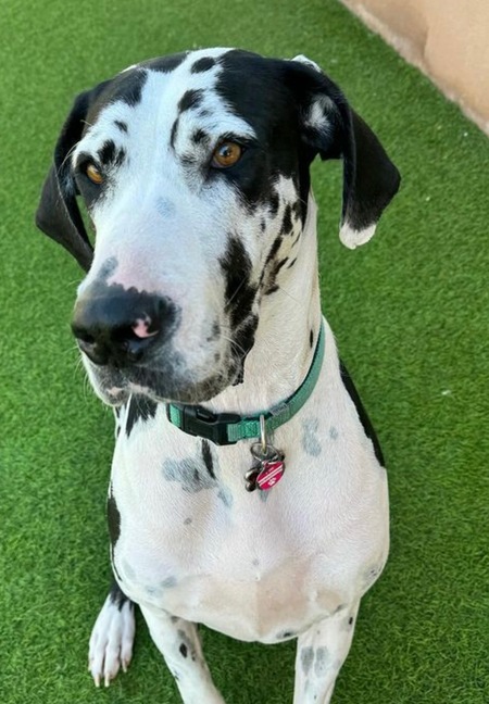 Entry image for Pepper. Clicking this image will show a larger photo
