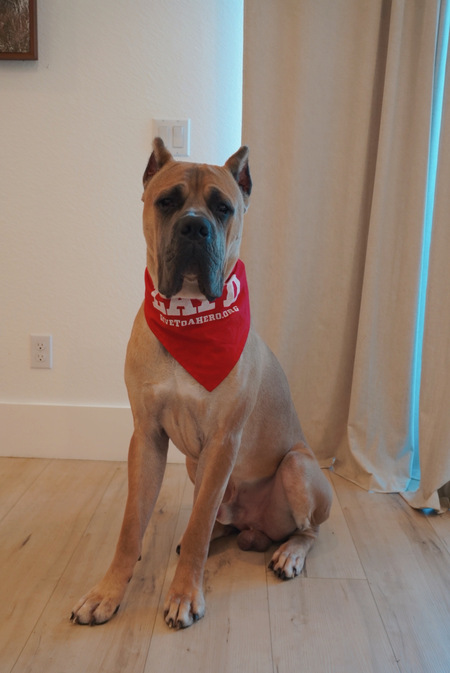 Entry image for DUKE. Clicking this image will show a larger photo