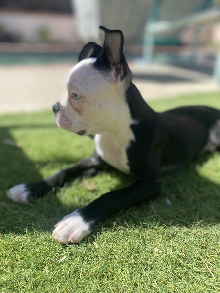 Entry image for Enzo. Clicking this image will show a larger photo