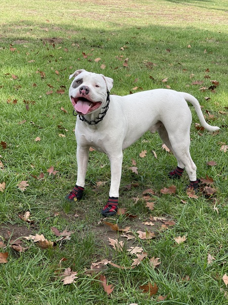 Entry image for Rocky. Clicking this image will show a larger photo