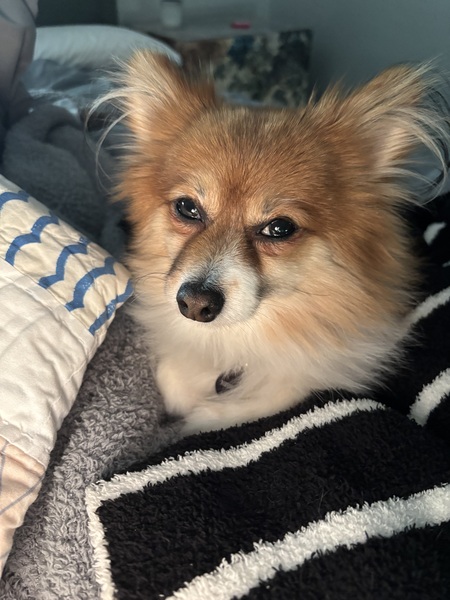 Entry image for Peppi. Clicking this image will show a larger photo