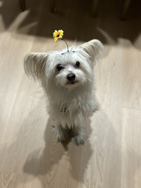 Entry image for Chibby. Clicking this image will show a larger photo