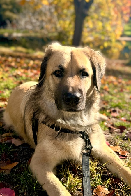 Entry image for Kuma . Clicking this image will show a larger photo