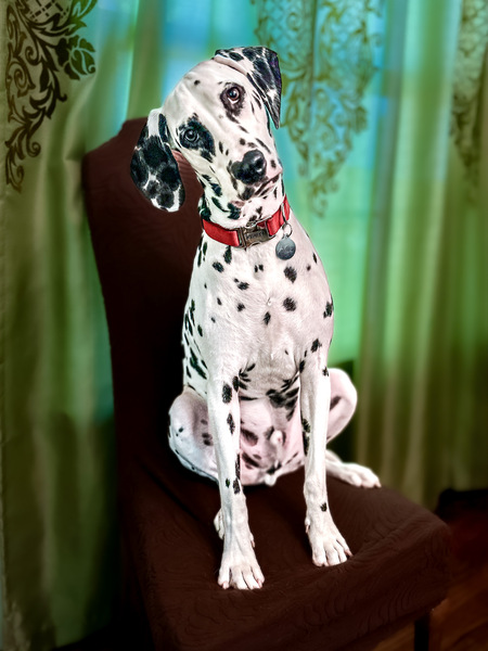 Entry image for Ace. Clicking this image will show a larger photo