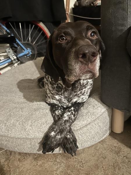 Entry image for Mr. Pancho. Clicking this image will show a larger photo