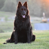 Entry image for Koda