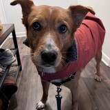 Entry image for Gus