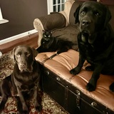 Entry image for Hazel, Olive, & Bentley (“Guard Dogs & The Real Boss”)