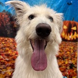 Entry image for Daisy