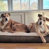 Entry image for Cosmo & Chloe