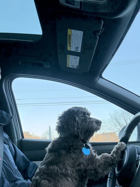 Entry image for Tobi. Clicking this image will show a larger photo