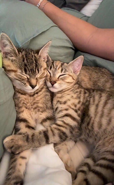 Entry image for Sage and Olive . Clicking this image will show a larger photo