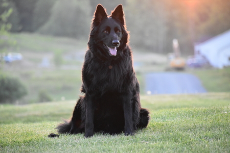 Entry image for Koda. Clicking this image will show a larger photo