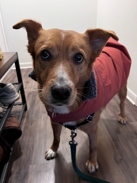 Entry image for Gus. Clicking this image will show a larger photo