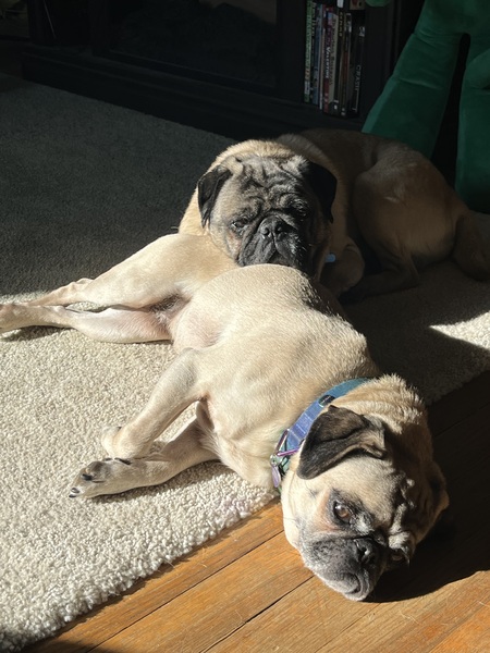 Entry image for Rambo & Daisy. Clicking this image will show a larger photo