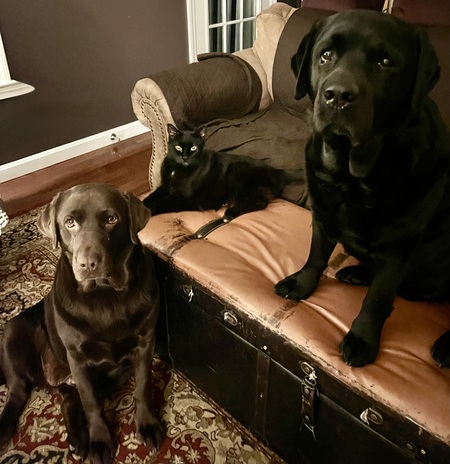 Entry image for Hazel, Olive, & Bentley (“Guard Dogs & The Real Boss”). Clicking this image will show a larger photo