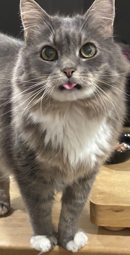 Entry image for Charlie. Clicking this image will show a larger photo