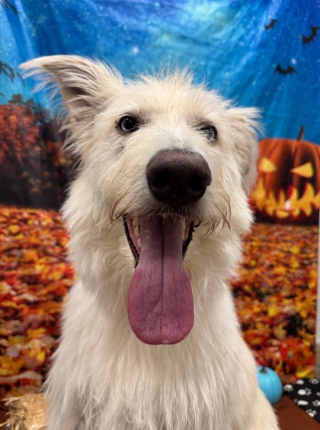 Entry image for Daisy. Clicking this image will show a larger photo