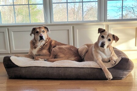Entry image for Cosmo & Chloe. Clicking this image will show a larger photo