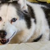 Entry image for Gracie Lou Freebush 