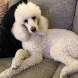 Entry image for Sasha