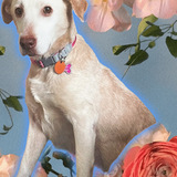 Entry image for Addie Belle 