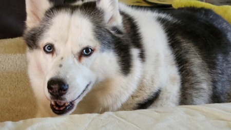 Entry image for Gracie Lou Freebush . Clicking this image will show a larger photo