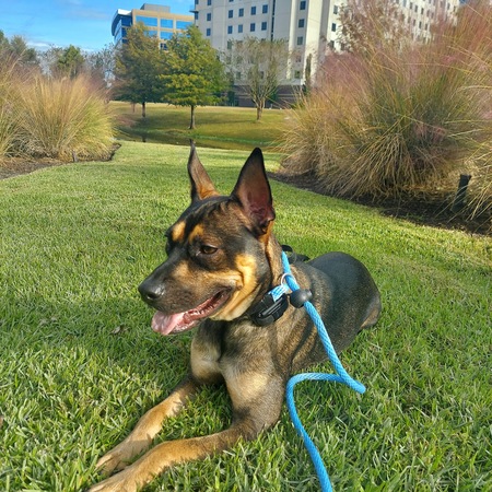 Entry image for Carson . Clicking this image will show a larger photo