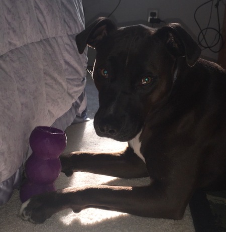 Entry image for Lucy. Clicking this image will show a larger photo