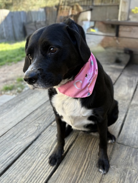 Entry image for Kira. Clicking this image will show a larger photo
