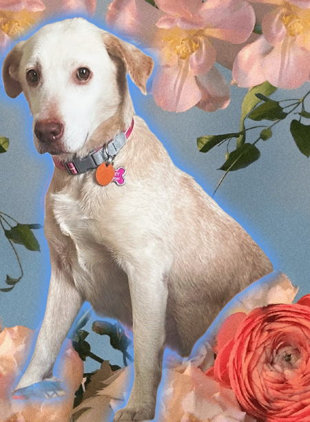 Entry image for Addie Belle . Clicking this image will show a larger photo