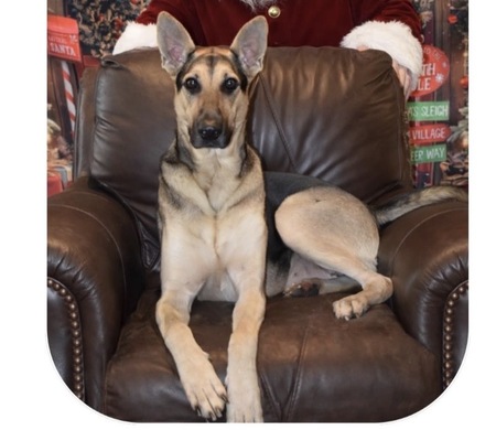 Entry image for Rocky. Clicking this image will show a larger photo