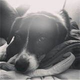 Entry image for Saydi