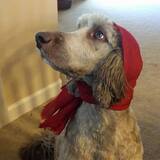 Entry image for Tootsie