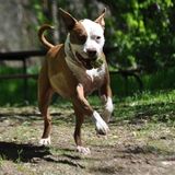 Entry image for Barkley