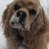 Entry image for Diva