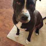 Entry image for Goliath