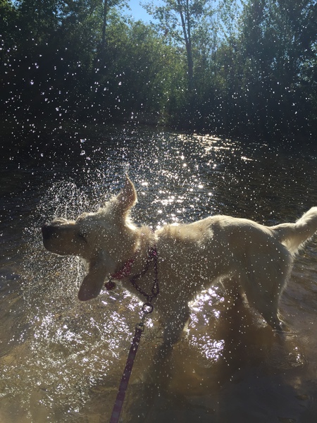 Entry image for Bella. Clicking this image will show a larger photo