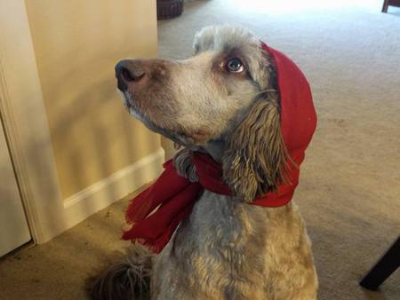 Entry image for Tootsie. Clicking this image will show a larger photo