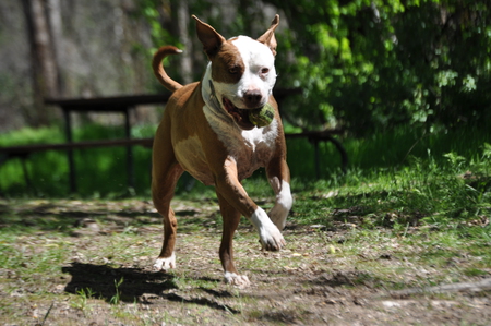 Entry image for Barkley. Clicking this image will show a larger photo