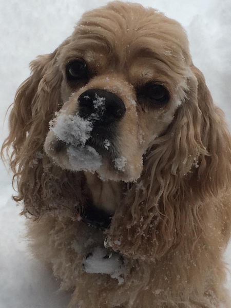 Entry image for Diva. Clicking this image will show a larger photo