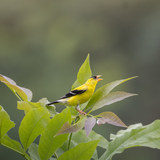 Entry image for American Goldfinch sings in the Valley