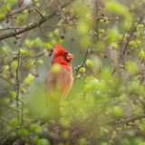 Entry image for Cardinal in Verdant Surrounding
