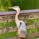 Entry image for Great Blue Heron