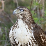 Entry image for Nictitating Membrane
