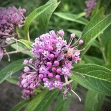 Entry image for Honeybee