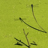 Entry image for Shadow Play