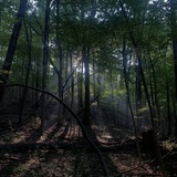 Entry image for Sunlight through the trees at O’Neil 