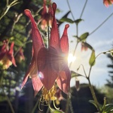 Entry image for Red Columbine