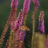 Entry image for Butterfly in Summer